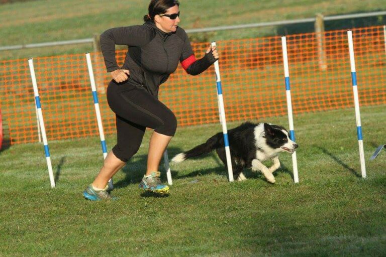 La meilleure méthode pour apprendre le slalom à son chien