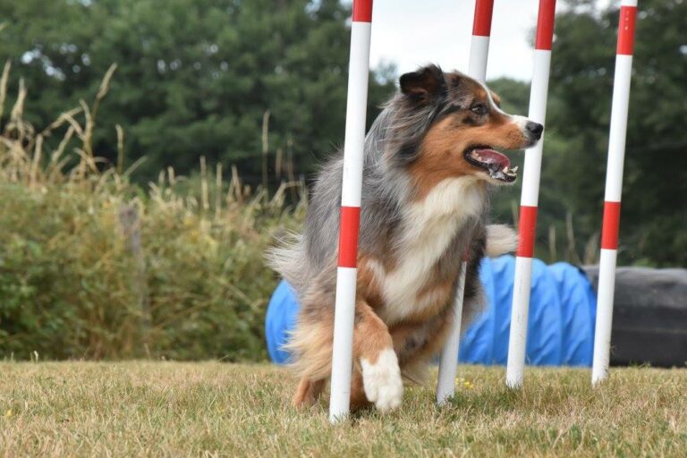 slalom agility