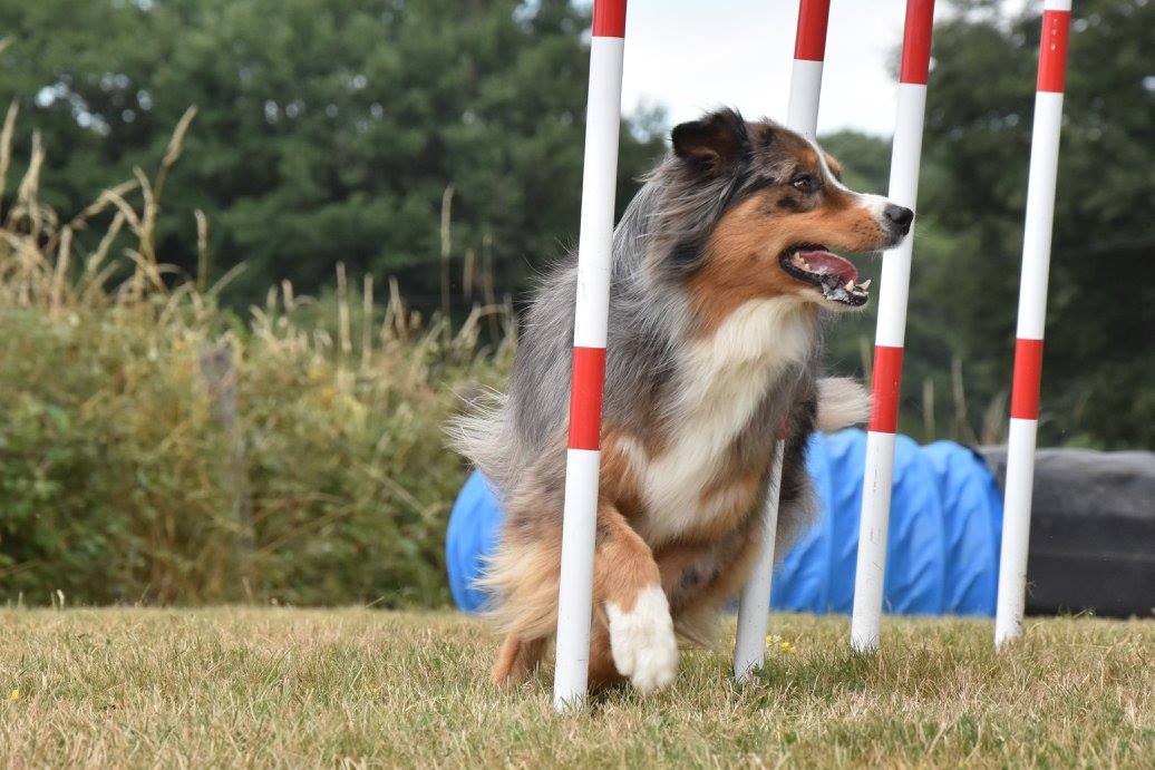slalom agility