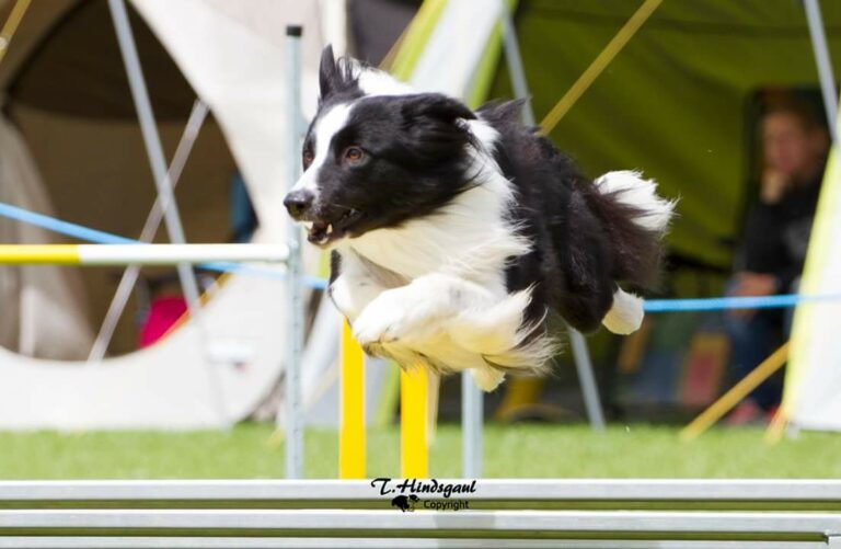 Comment bien commencer les concours d&rsquo;agility ?