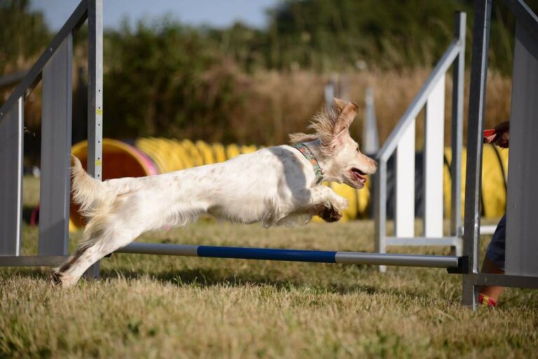 Mon chien saute mal, comment l&rsquo;aider?