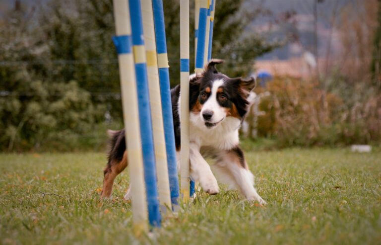 L&rsquo;apprentissage du slalom en agility