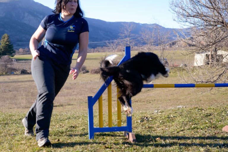 Apprendre à tourner court à son chien sur un parcours d’agility