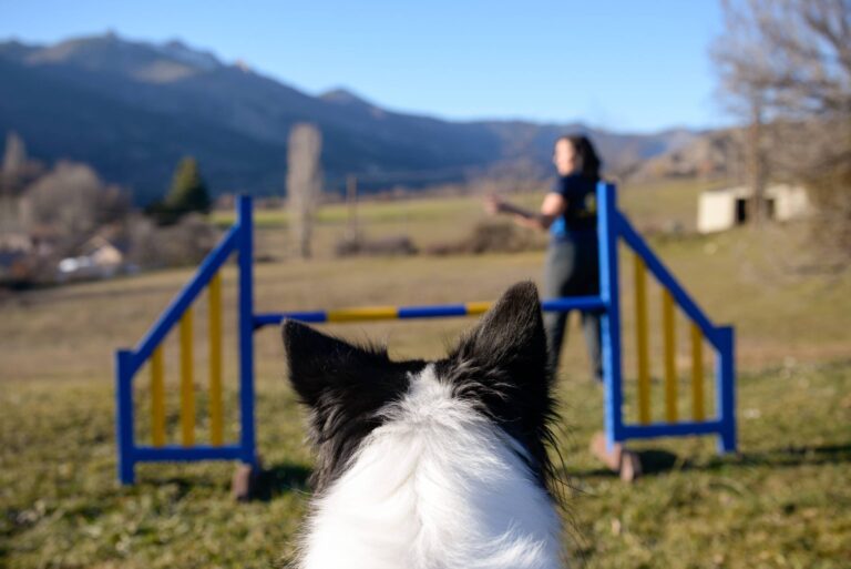 départ agility