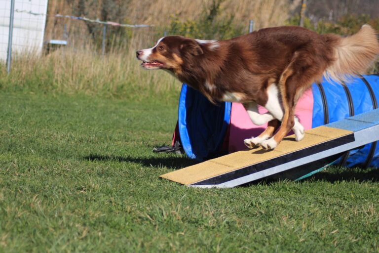 Running contact : la meilleure méthode pour les zones d&rsquo;agility