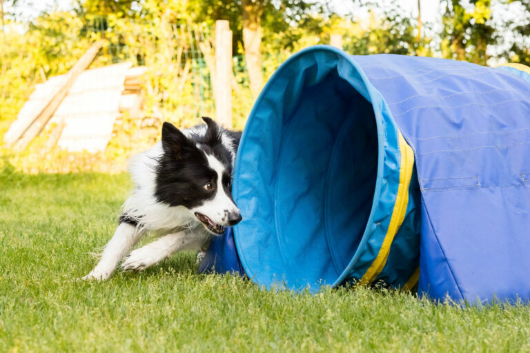 border collie agility