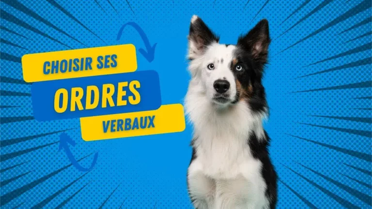 Comment choisir les bons ordres verbaux en agility